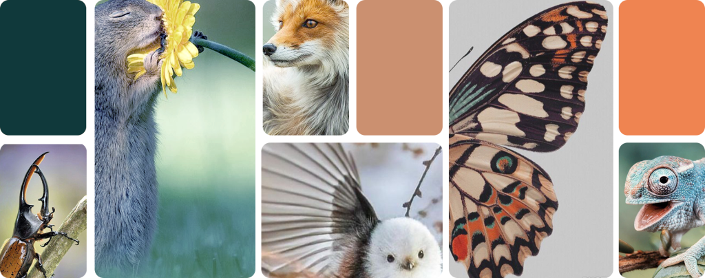 fondo testimonios rumbo animal