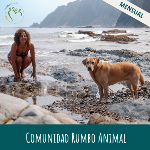 Comunidad Rumbo Animal - mensual